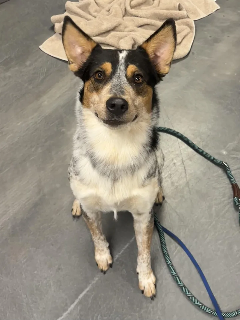 A young medium-sized male Australian Cattle Dog / Blue Heeler dog named Radar for adoption in Phoenix, AZ