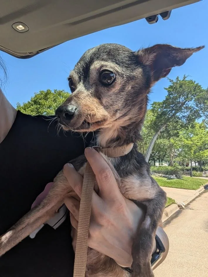 A senior small-sized male Gray / Blue / Silver Chihuahua dog named Marvin ME for adoption in Bryan, TX
