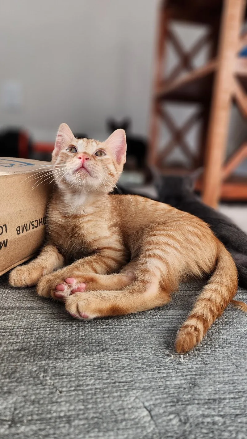 A baby small-sized male Tabby (Orange / Red) Domestic Short Hair cat named Mango Riley Fuzzell for adoption in Spring, TX