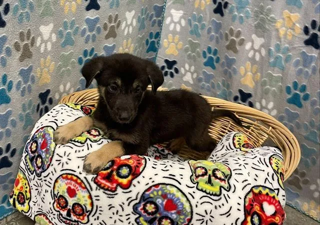 A baby small-sized male German Shepherd Dog dog named Jed for adoption in Rosenberg, TX