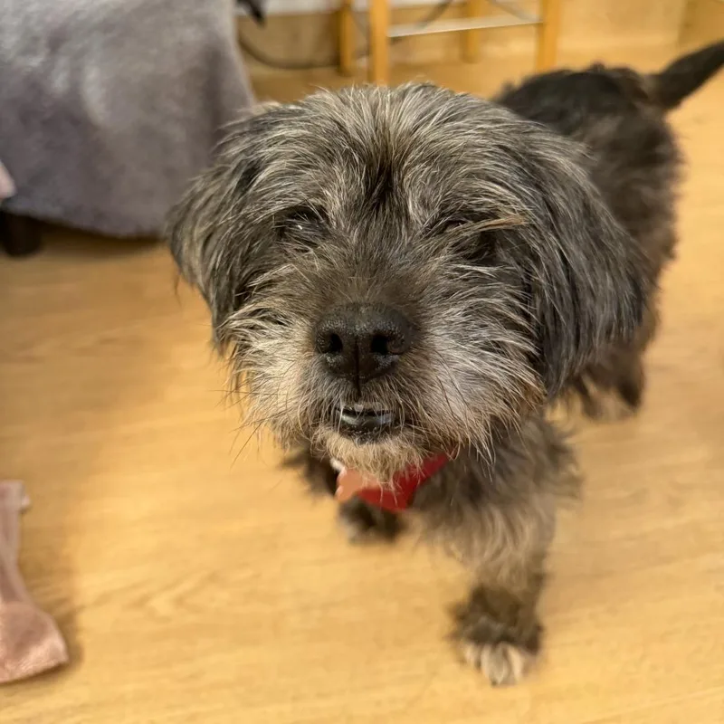 A senior small-sized female Black Maltese dog named Opal for adoption in San Francisco, CA