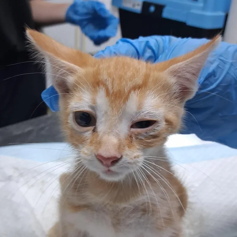 A baby small-sized female Orange / Red Domestic Short Hair cat named Ginger for adoption in Summerville, SC