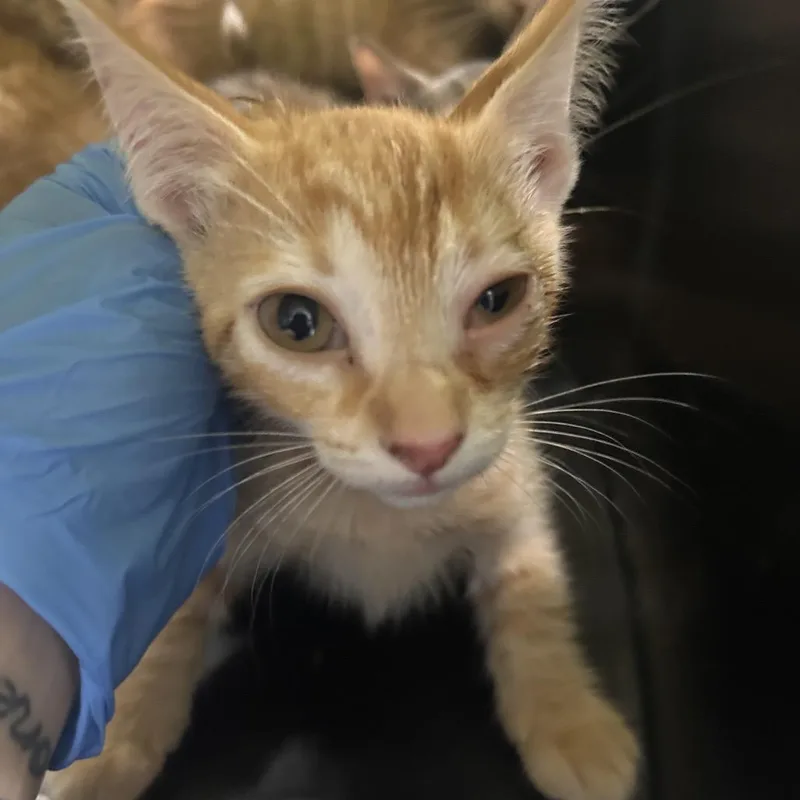 Ginger thumbnail 2