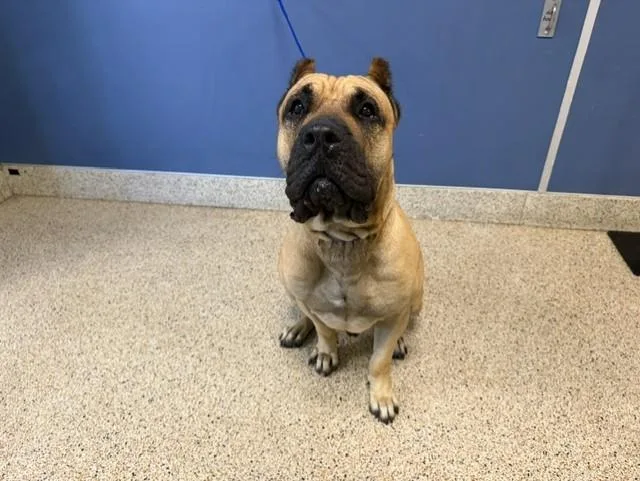 A young large-sized male Mastiff dog named Max for adoption in Miami, FL