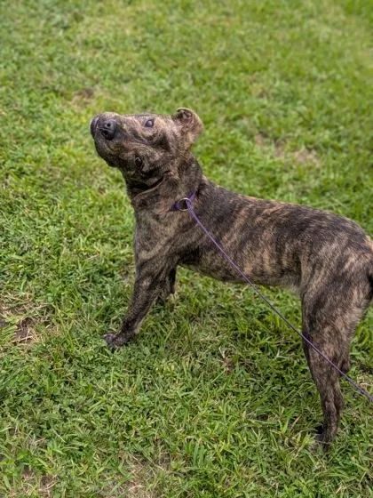 An adult medium-sized female Pit Bull Terrier dog named Cupcake for adoption in New Orleans, LA