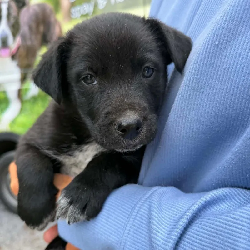 A baby medium-sized male Black Labrador Retriever dog named Ny Pace Avail May for adoption in Stormville, NY