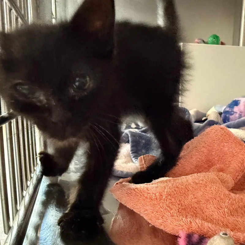 A baby small-sized male Black Domestic Short Hair cat named Rebel for adoption in Cedaredge, CO