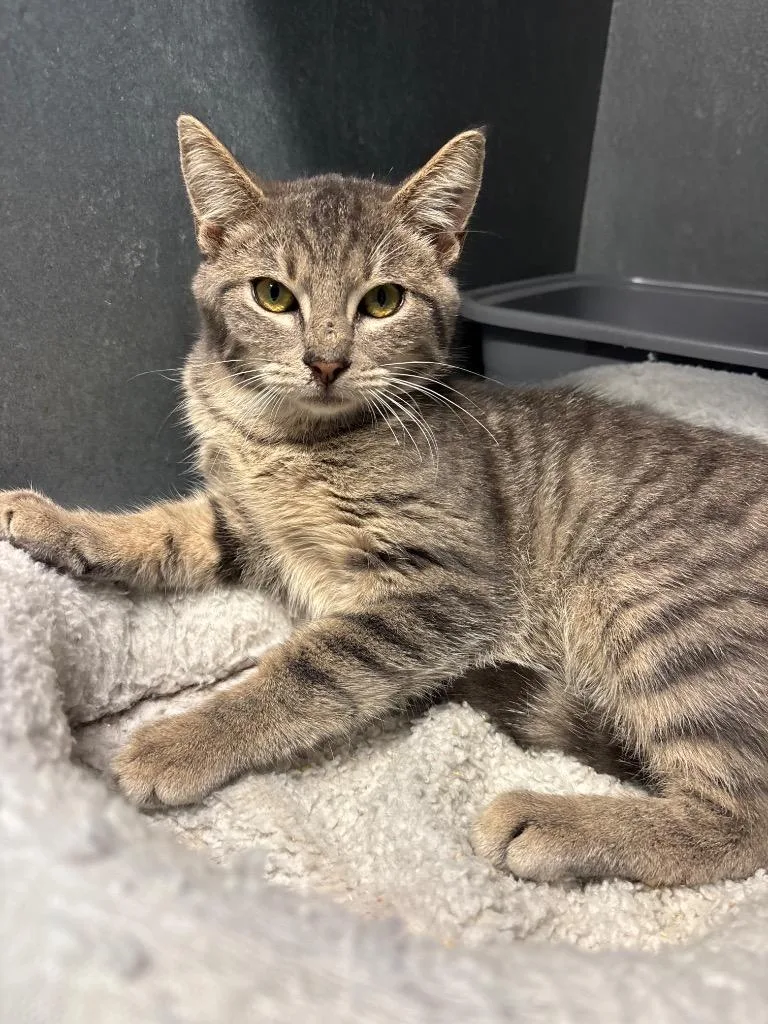 A baby large-sized male Domestic Short Hair cat named Mr. Krabs for adoption in Metter, GA