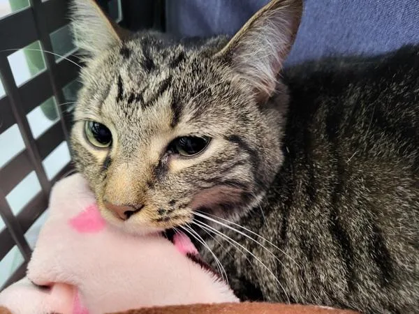 A young small-sized female Domestic Short Hair cat named If Peaches for adoption in Lawrenceville, GA