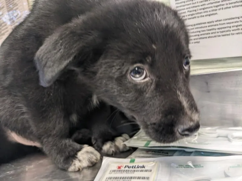 A baby small-sized male German Shepherd Dog dog named The Vivienne for adoption in Santa Cruz, CA