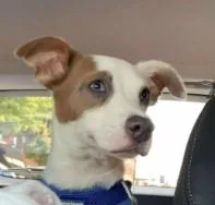 Gilligan  Gilligan Island