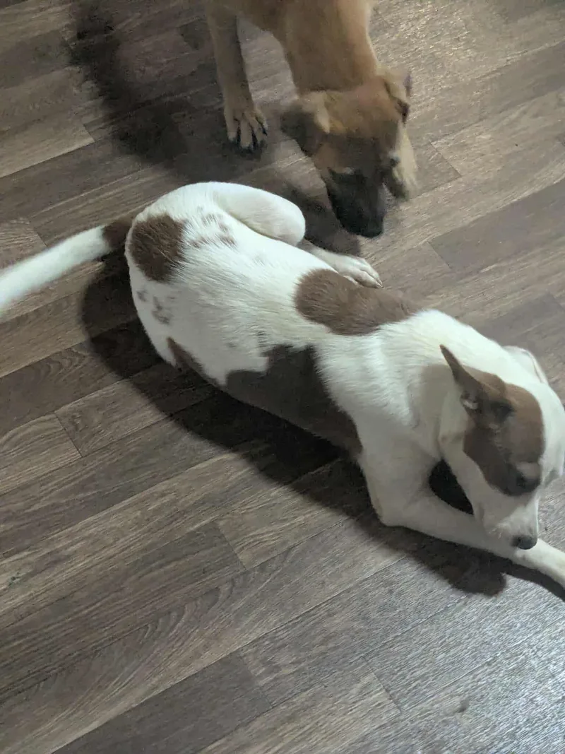 Gilligan  Gilligan Island thumbnail 2