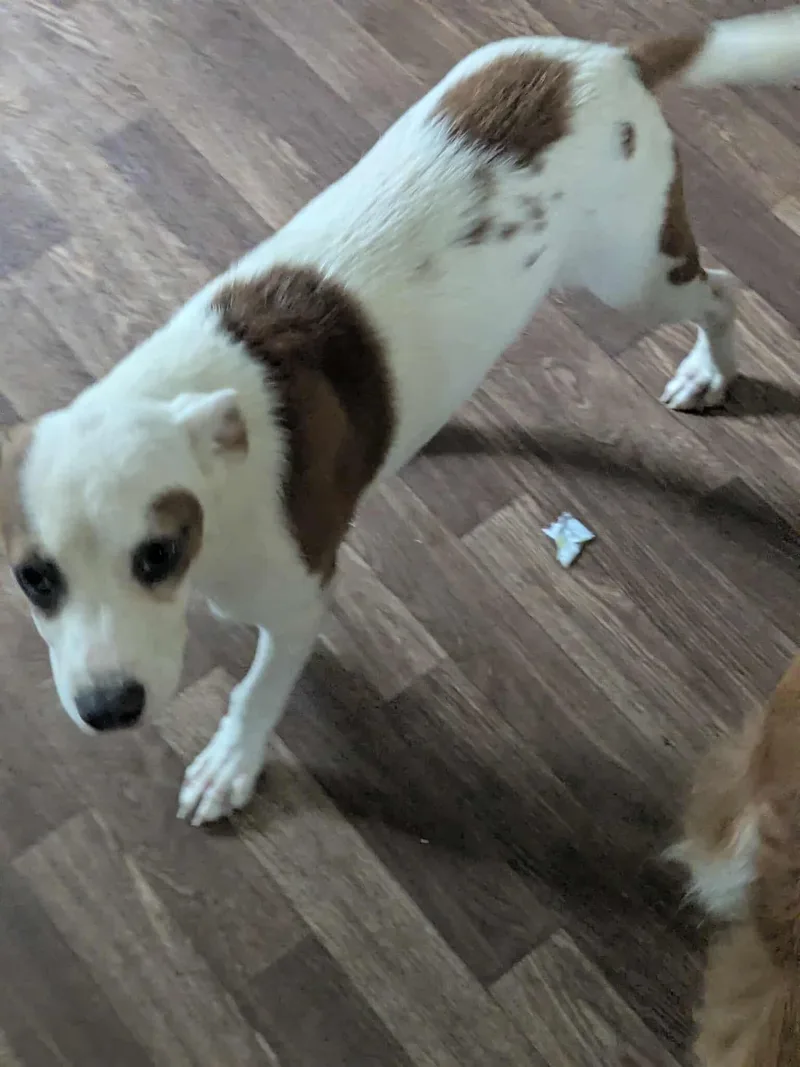 Gilligan  Gilligan Island thumbnail 3