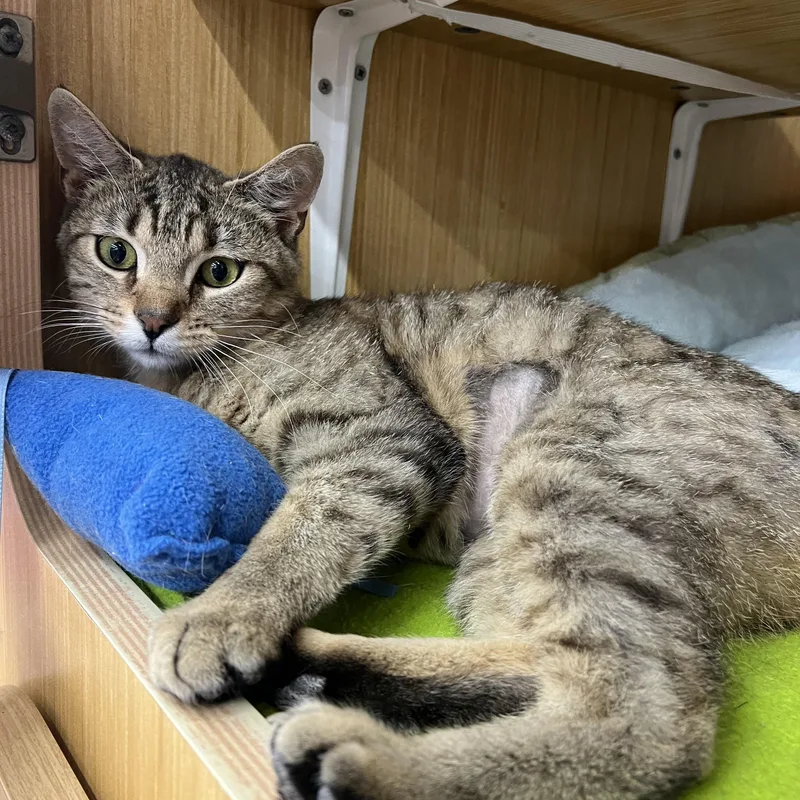 A young small-sized male Tabby (Brown / Chocolate) Domestic Short Hair cat named Eli for adoption in Manhattan, KS
