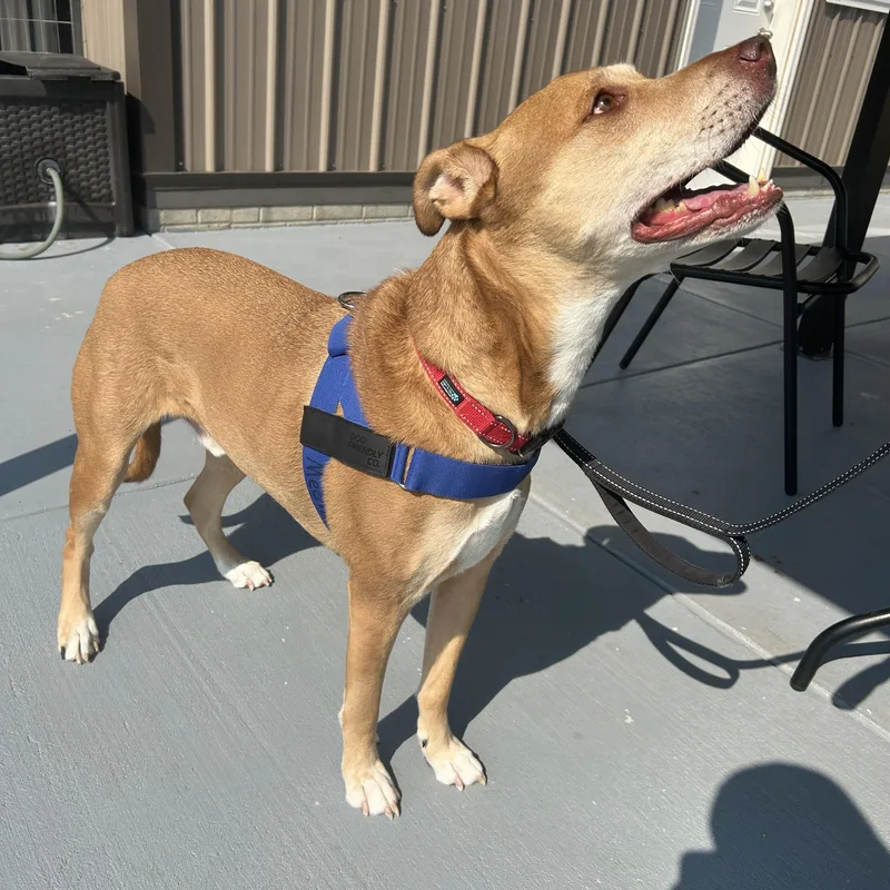 A senior medium-sized male Basenji dog named Leo for adoption in Seward, NE