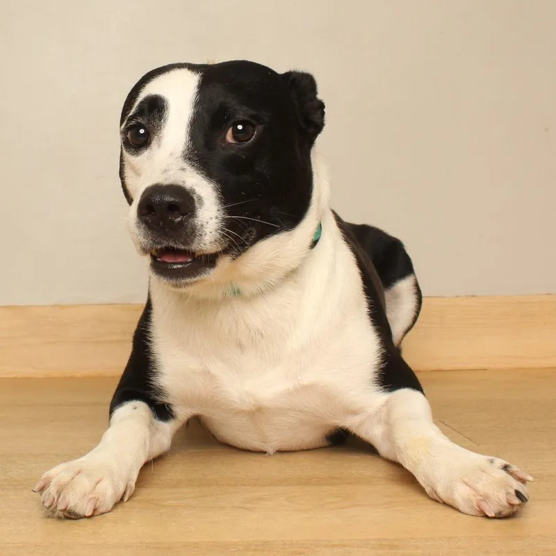 An adult medium-sized male Border Collie dog named Razzataz D for adoption in Minnetonka, MN