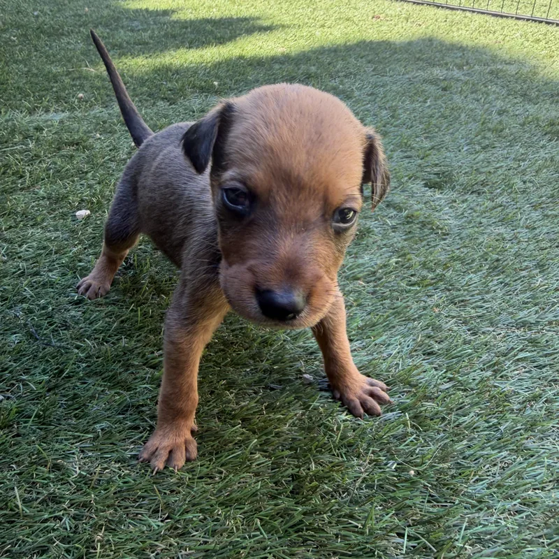 A baby medium-sized male Golden German Shepherd Dog dog named Muffin for adoption in Santa Monica, CA