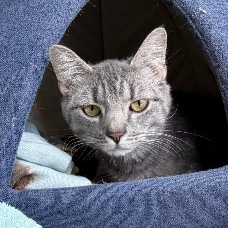 An adult small-sized female Domestic Short Hair cat named French Toast for adoption in State College, PA