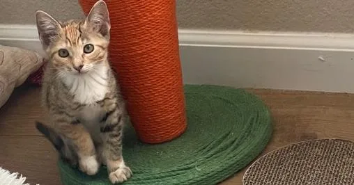 A baby small-sized female Domestic Short Hair cat named Fern for adoption in Evergreen, CO