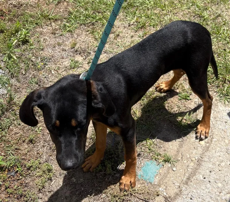 A young medium-sized male Black and Tan Coonhound dog named Wrangler for adoption in Effingham, SC