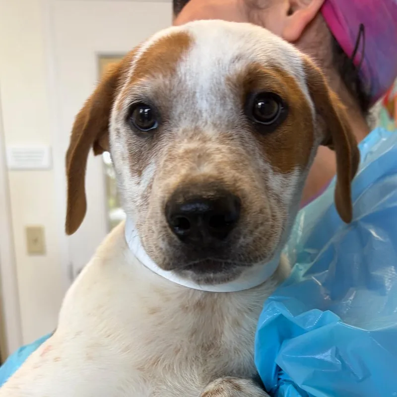 A baby small-sized male Red / Chestnut / Orange Cattle Dog dog named Orko for adoption in Nashville, TN
