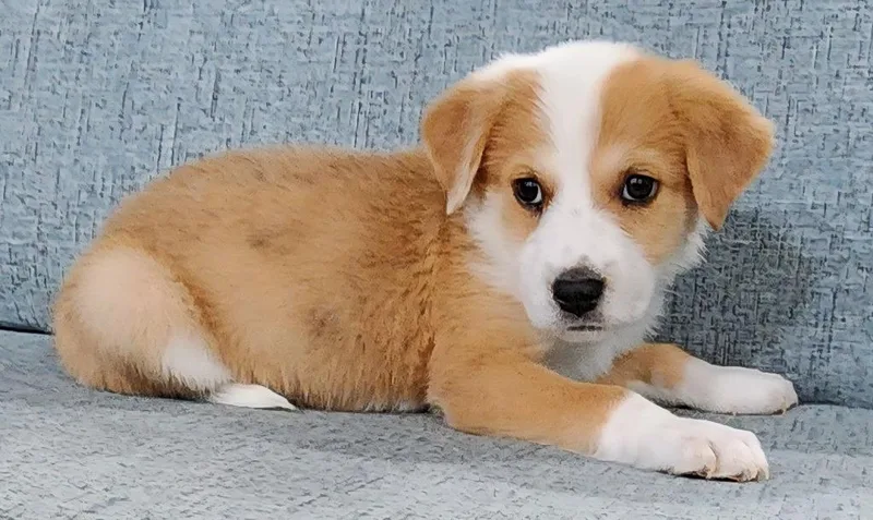 A baby medium-sized female Australian Shepherd dog named Catina for adoption in Cottonwood, AZ