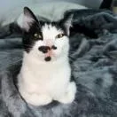 An adult small-sized female Black Domestic Short Hair cat named Astrid for adoption in Palm Bay, FL