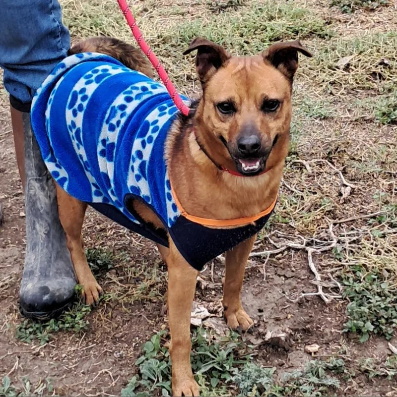 Danny Dogvito Jum thumbnail 2