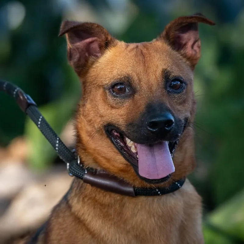 Danny Dogvito Jum thumbnail 4