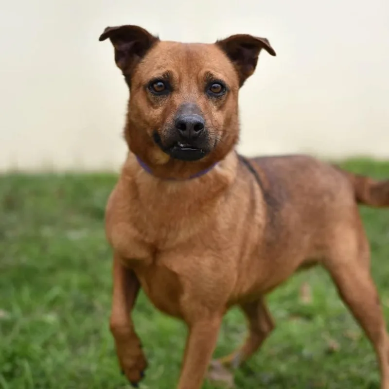 Danny Dogvito Jum thumbnail 5