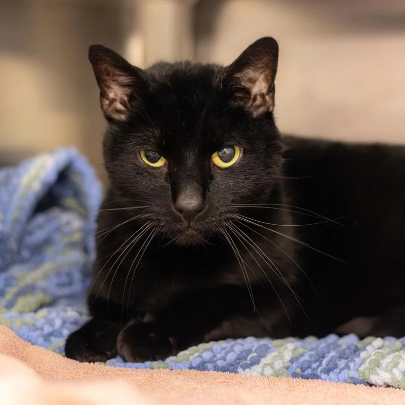 A senior large-sized male Black Domestic Short Hair cat named Mr. Golden Sun for adoption in Wilmington, DE