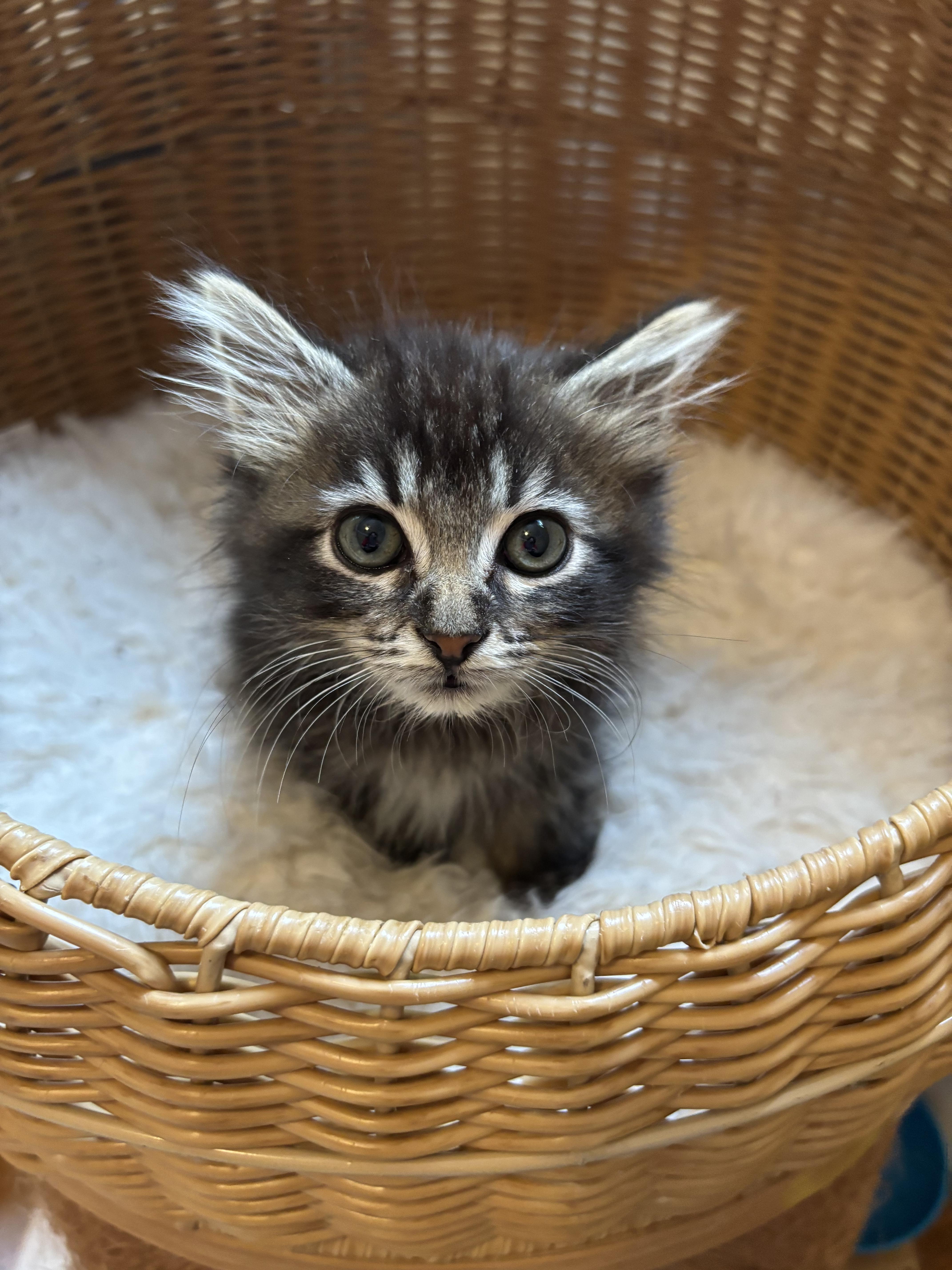 A baby small-sized male Domestic Medium Hair cat named Bobbidy for adoption in Bethel Park, PA