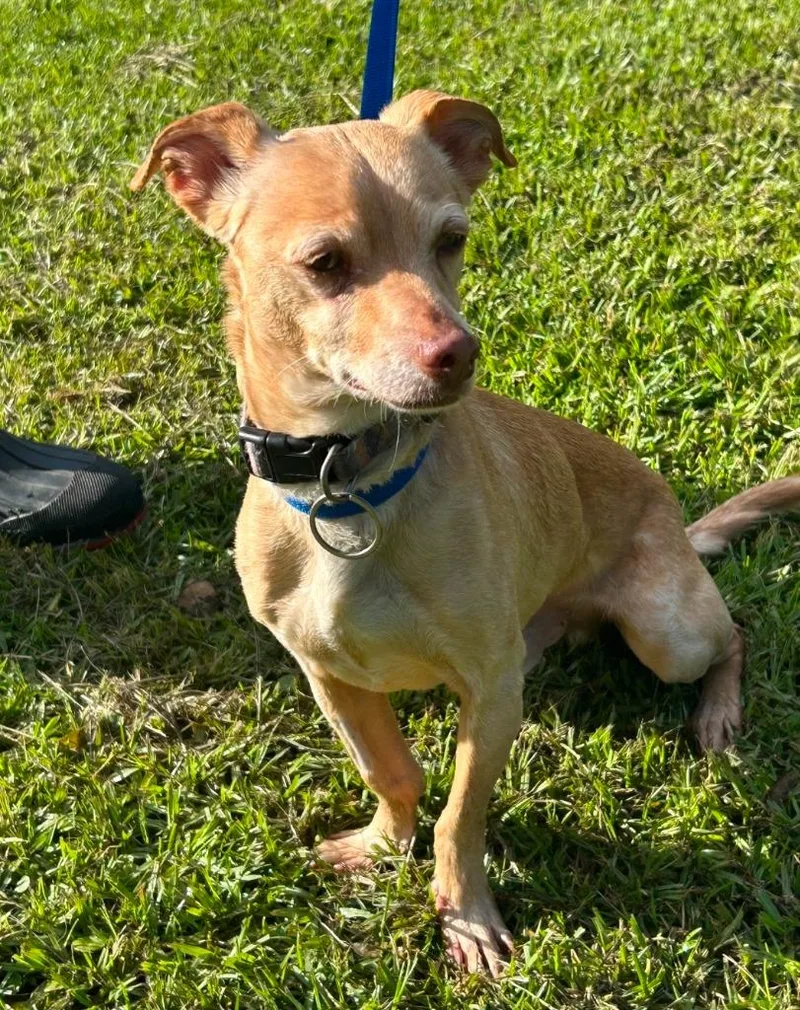 An adult medium-sized male Chihuahua dog named Junior for adoption in North Syracuse, NY