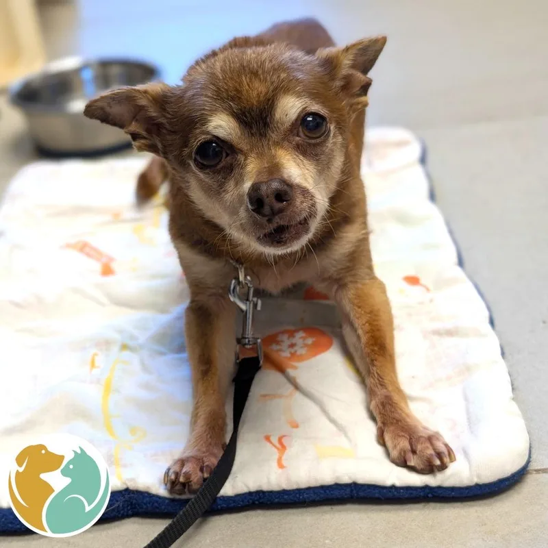 A senior small-sized male Brown / Chocolate Chihuahua dog named Paco for adoption in Toledo, OH