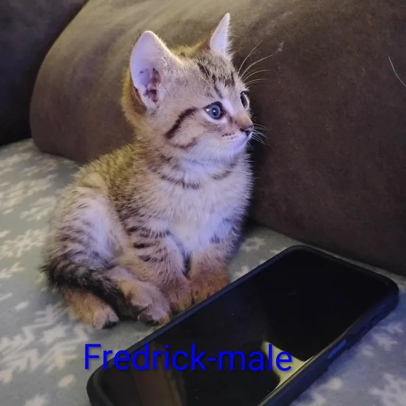 A baby small-sized male Domestic Short Hair cat named Fredrick for adoption in New Tazewell, TN