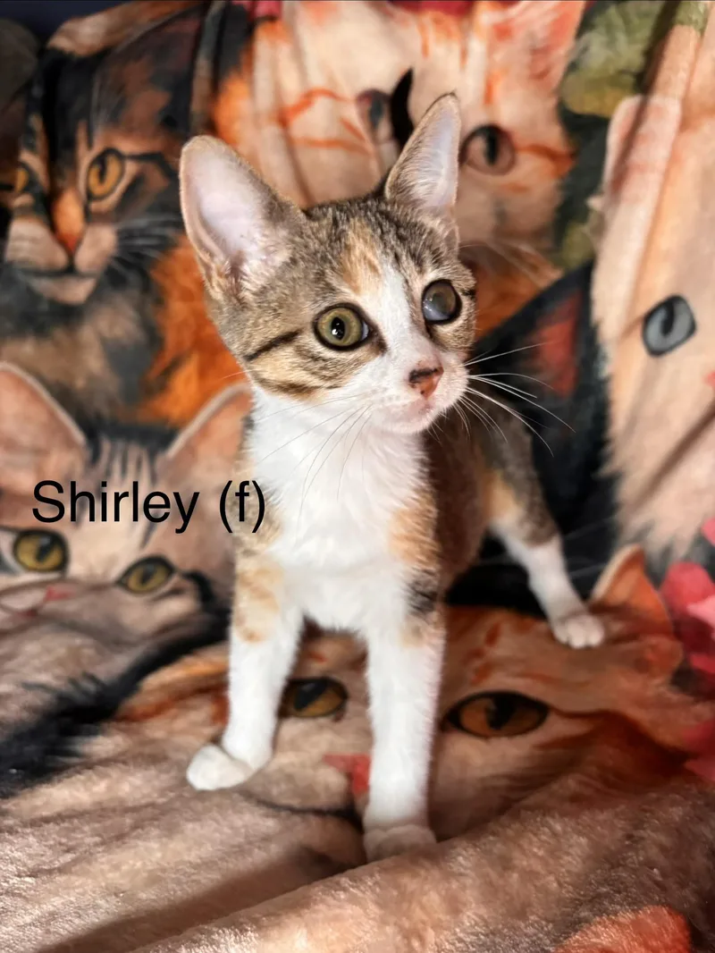 A baby medium-sized female Calico cat named Shirley for adoption in Woodlawn, TN