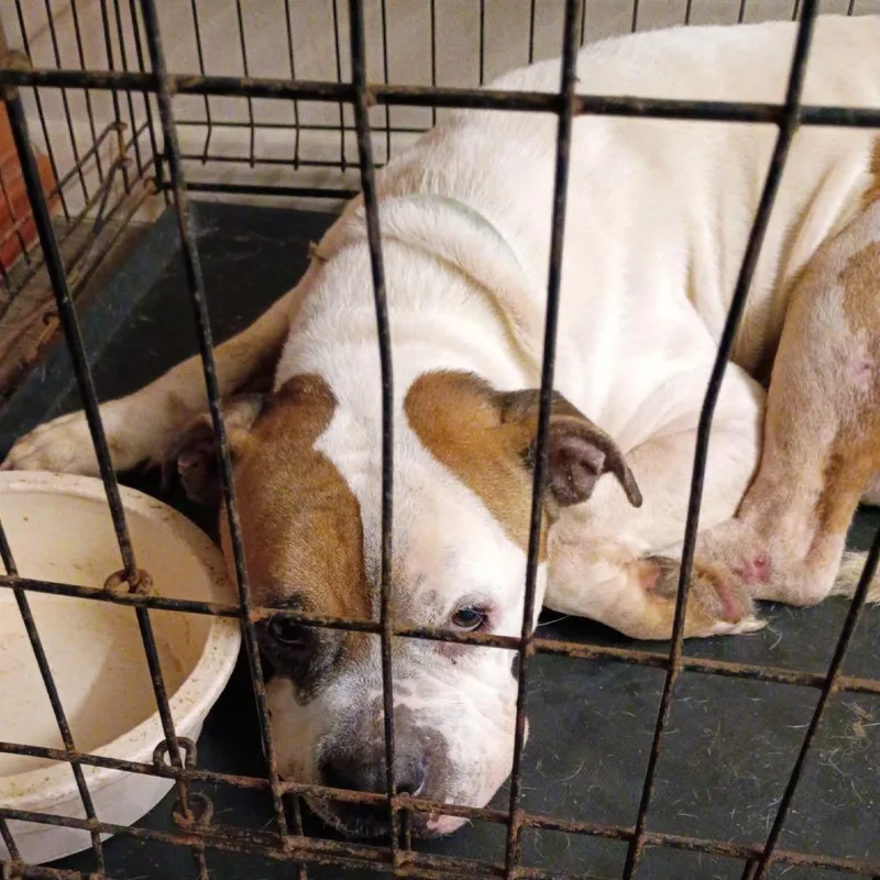A senior medium-sized male White / Cream Mixed Breed dog named Baxter for adoption in Huntington, WV