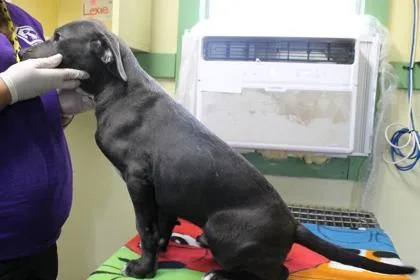 A baby medium-sized male Labrador Retriever dog named Stanley for adoption in Picayune, MS