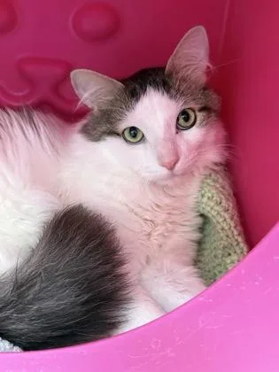 Loki