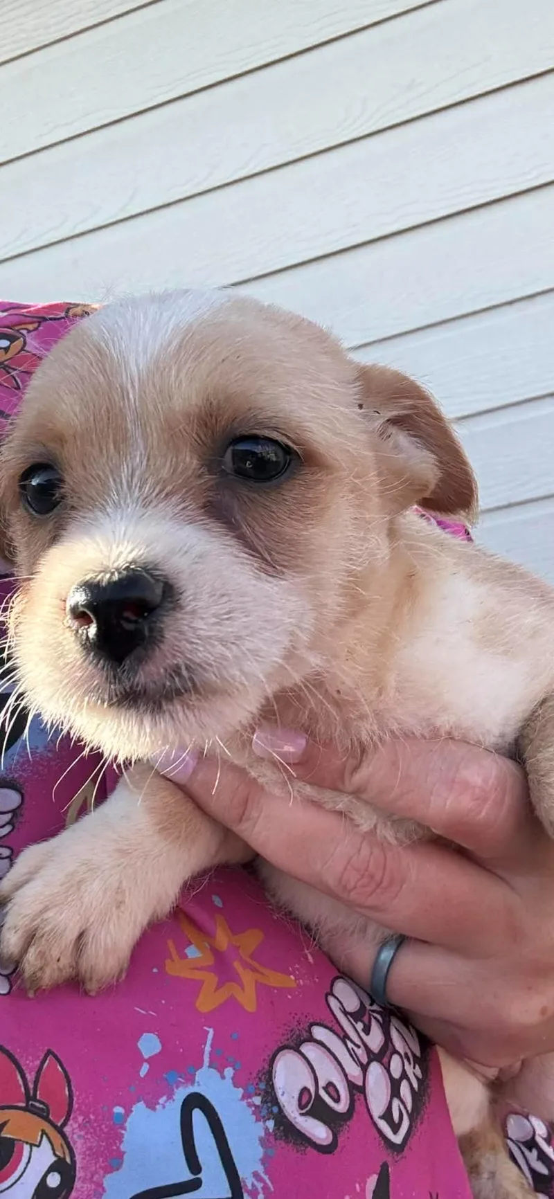A baby small-sized female Chihuahua dog named Folding Chair for adoption in Armada, MI