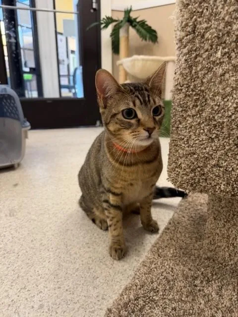 A young medium-sized male Domestic Short Hair cat named Felix for adoption in Santa Maria, CA