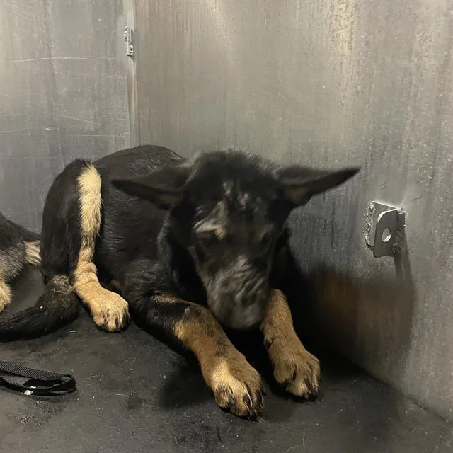 A young large-sized female German Shepherd Dog dog named Ruby for adoption in San Antonio, TX