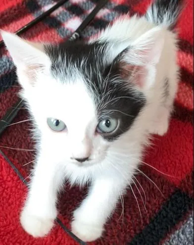 A baby small-sized female Black Domestic Short Hair cat named Domina for adoption in Liverpool, TX