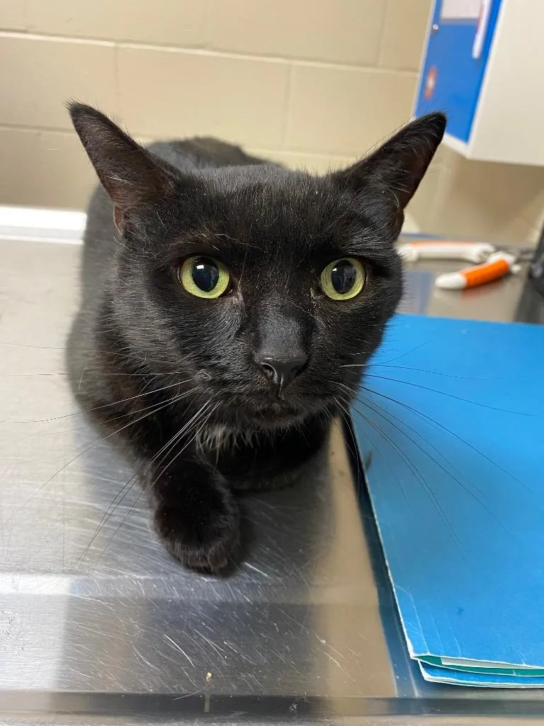 An adult medium-sized female Domestic Short Hair cat named Skippy for adoption in Wintersville, OH