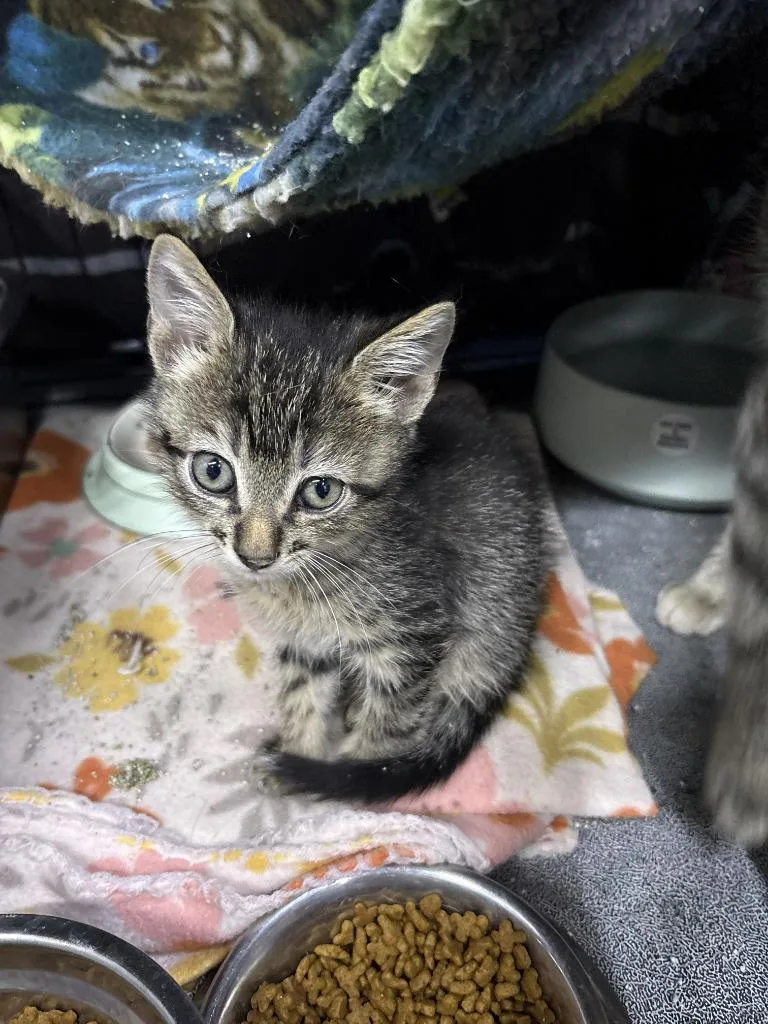 A baby medium-sized male Domestic Short Hair cat named Bandit for adoption in St. Cloud, MN