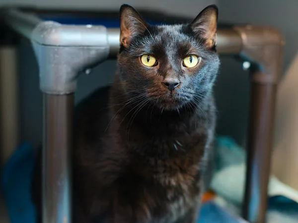 An adult large-sized male Domestic Short Hair cat named Cooper for adoption in Ridgewood, NY