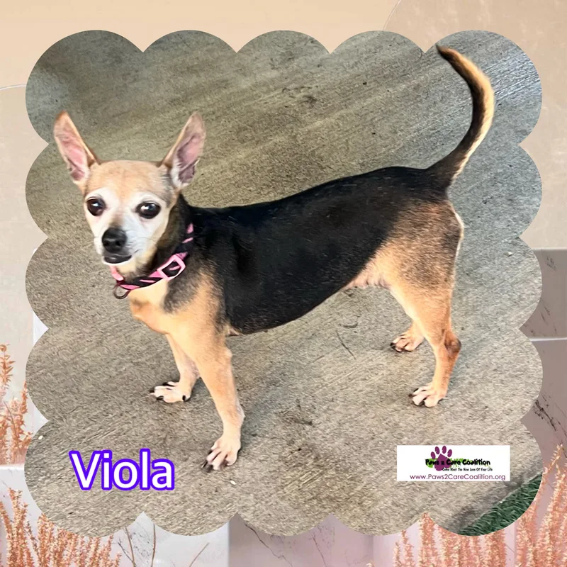 Viola