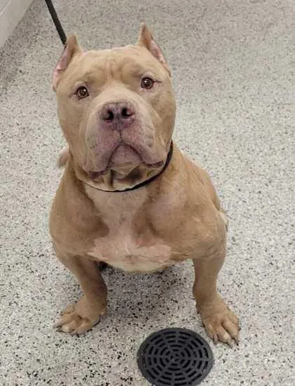 An adult extra large-sized male Yellow / Tan / Blond / Fawn Pit Bull Terrier dog named Murdoch for adoption in Kansas City, MO