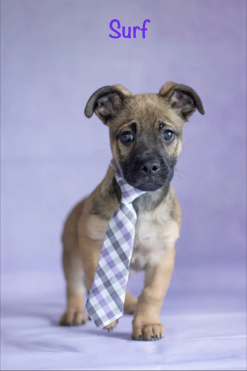 A baby medium-sized male Bicolor Pug dog named Surf for adoption in Indianapolis, IN