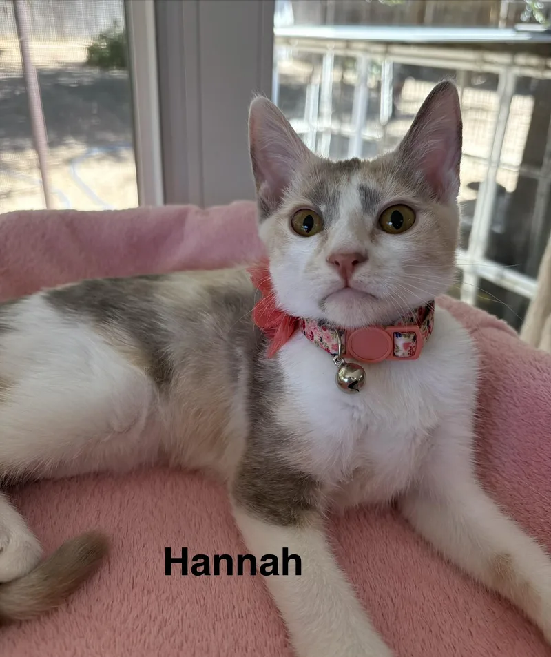 A baby medium-sized female Dilute Calico cat named Hannah for adoption in Oakley, CA